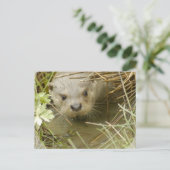 Carte postale de l'habitat de la rivière Otter (Debout devant)