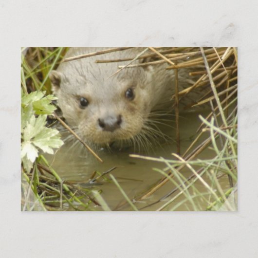 Carte postale de l'habitat de la rivière Otter (Devant)