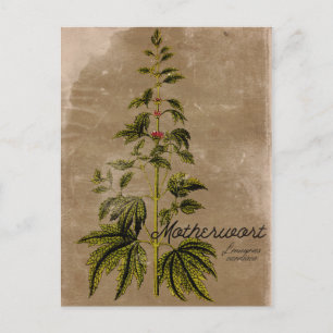 Carte postale de l'herbe de motherwort de style vi