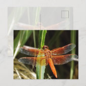 Carte postale de libellule (Devant / Derrière)