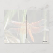 Carte postale de libellule (Dos)