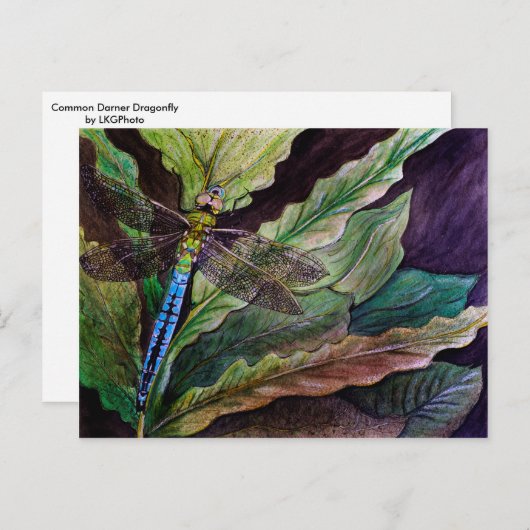 Carte postale de libellule Darner (Devant / Derrière)