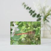 Carte postale de libellule de fléchette commune (Debout devant)