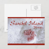 Carte postale de l'île de Sanibel (Devant / Derrière)