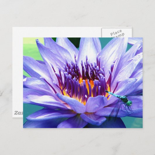 Carte postale de Lilly (Devant / Derrière)