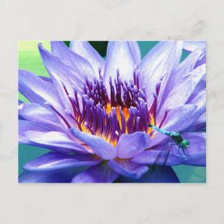 Carte postale de Lilly