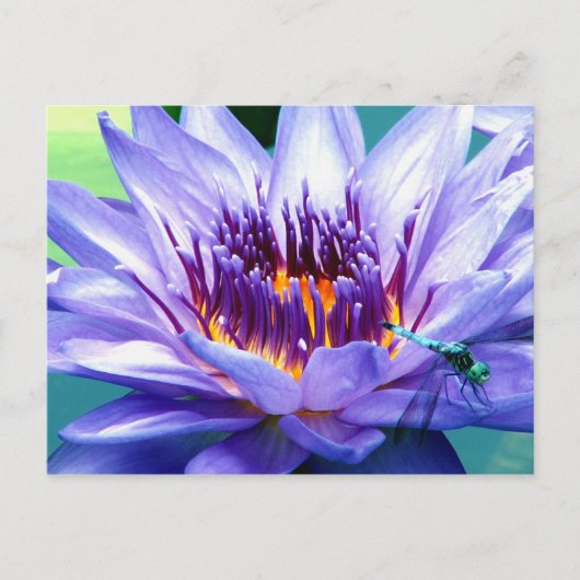 Carte postale de Lilly (Devant)