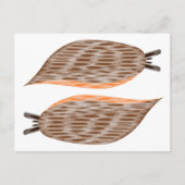 Carte postale de limaces (Devant)