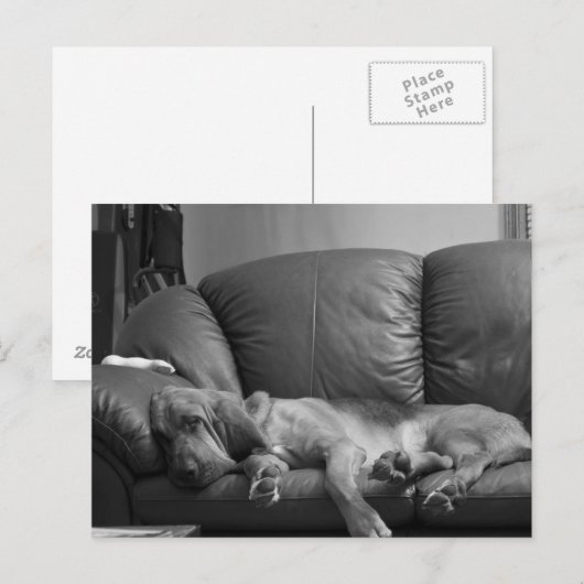 Carte postale de limier de Bella (Devant / Derrière)