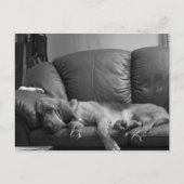 Carte postale de limier de Bella (Devant)