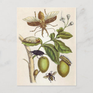 Carte Postale de l'insectorum Surinamensium de métamorphose,