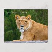 Carte postale de lion (Devant)