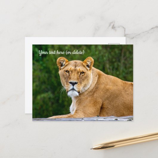 Carte postale de lion (Devant/Arrière en situation)