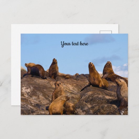 Carte postale de lion de mer (Devant / Derrière)