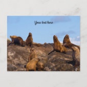 Carte postale de lion de mer (Devant)