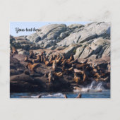 Carte postale de lion de mer (Devant)
