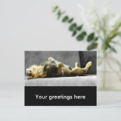 Carte postale de lion dormant (Debout devant)