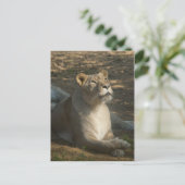 Carte postale de lionne (Debout devant)