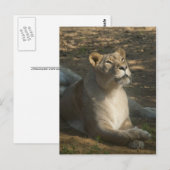 Carte postale de lionne (Devant / Derrière)