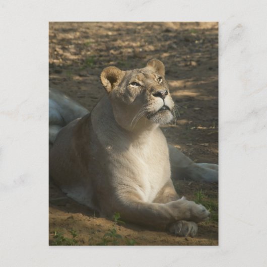 Carte postale de lionne (Devant)