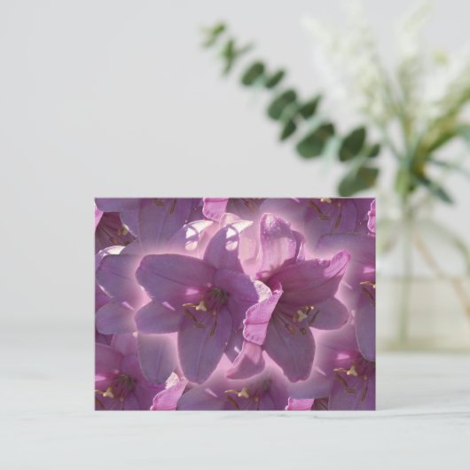 Carte postale de lis (Debout devant)