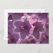 Carte postale de lis (Devant / Derrière)