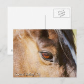 Carte postale de l'oeil du Carmel Valley Horse (Devant / Derrière)