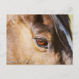 Carte postale de l'oeil du Carmel Valley Horse
