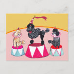 Carte postale de Loi de cirque de soeurs de<br><div class="desc">Les caniches sont par nature les deux clowns et "filles de scène" (ou garçons) ! Ces bouchons d'exposition ont beaucoup pour dire !</div>