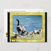 Carte postale de l'Oie canadienne (mère et bébé) 2 (Devant / Derrière)