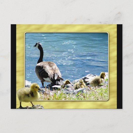 Carte postale de l'Oie canadienne (mère et bébé) 2 (Devant)