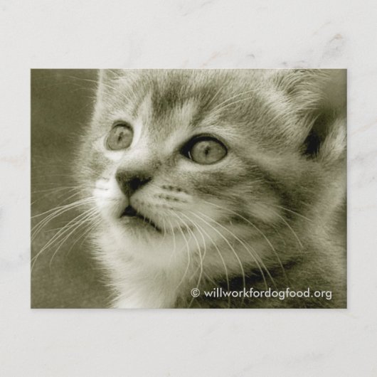 Carte postale de l'Oiseau (Devant)