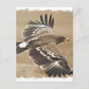 Carte postale de l'oiseau aigle volant