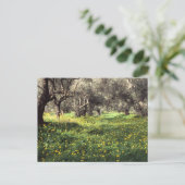 Carte postale de l'oliveraie (Debout devant)