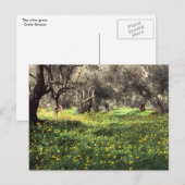 Carte postale de l'oliveraie (Devant / Derrière)