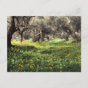 Carte postale de l'oliveraie