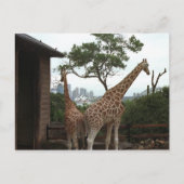 Carte postale de l'Opéra de Sydney (Devant)