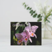 Carte postale de l'orchidée de Cattleya (Debout devant)