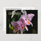 Carte postale de l'orchidée de Cattleya (Devant / Derrière)