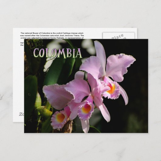 Carte postale de l'orchidée de Cattleya (Devant / Derrière)
