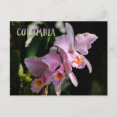 Carte postale de l'orchidée de Cattleya (Devant)