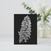 Carte postale de l'orchidée du Nord (Debout devant)