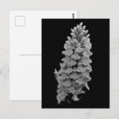 Carte postale de l'orchidée du Nord (Devant / Derrière)