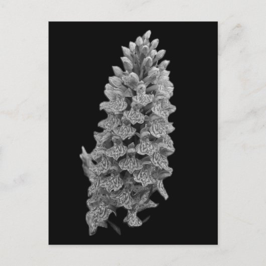 Carte postale de l'orchidée du Nord (Devant)