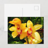 Carte postale de l'orchidée jaune (Devant / Derrière)