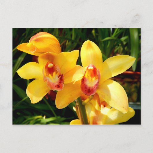 Carte postale de l'orchidée jaune (Devant)