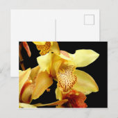 Carte postale de l'orchidée jaune pâle (Devant / Derrière)