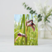 Carte postale de l'Orchidée Langue (Debout devant)