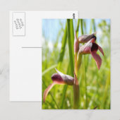 Carte postale de l'Orchidée Langue (Devant / Derrière)
