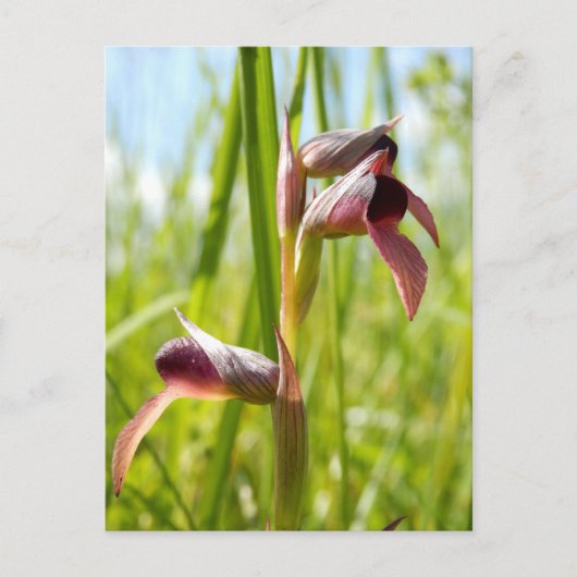Carte postale de l'Orchidée Langue (Devant)